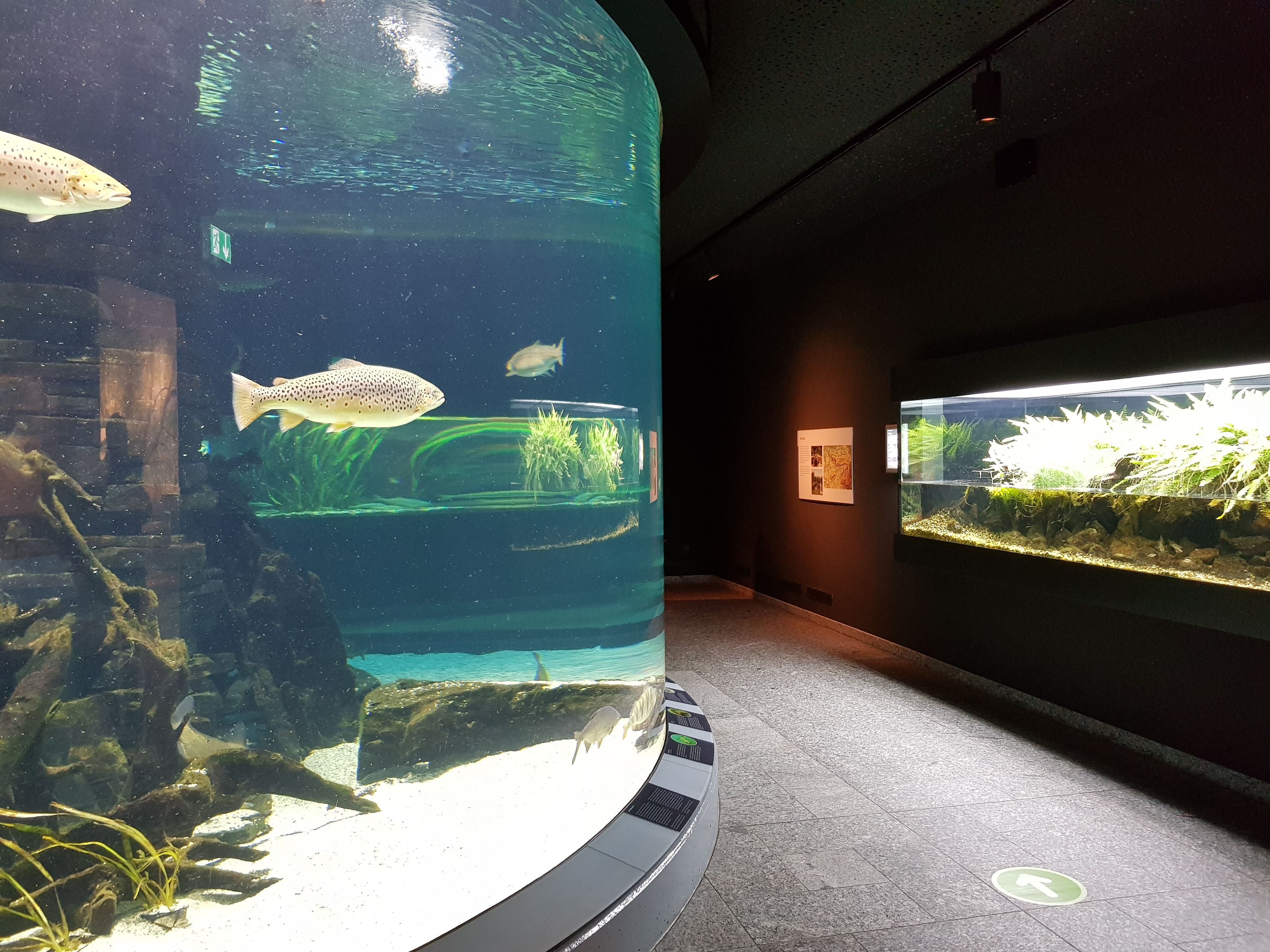 Naar pagina Natuurmuseum Dortmund