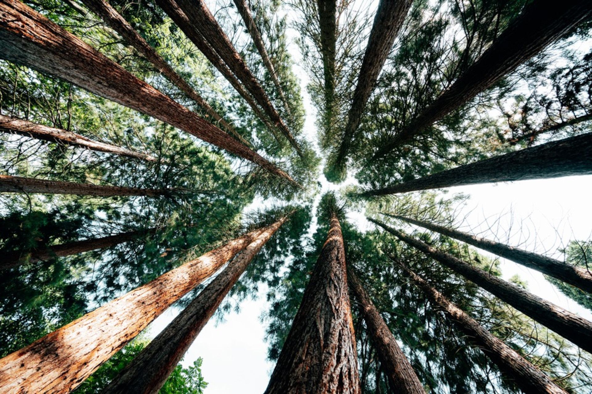 Sequoiafarm Kaldenkirchen Nederrijn