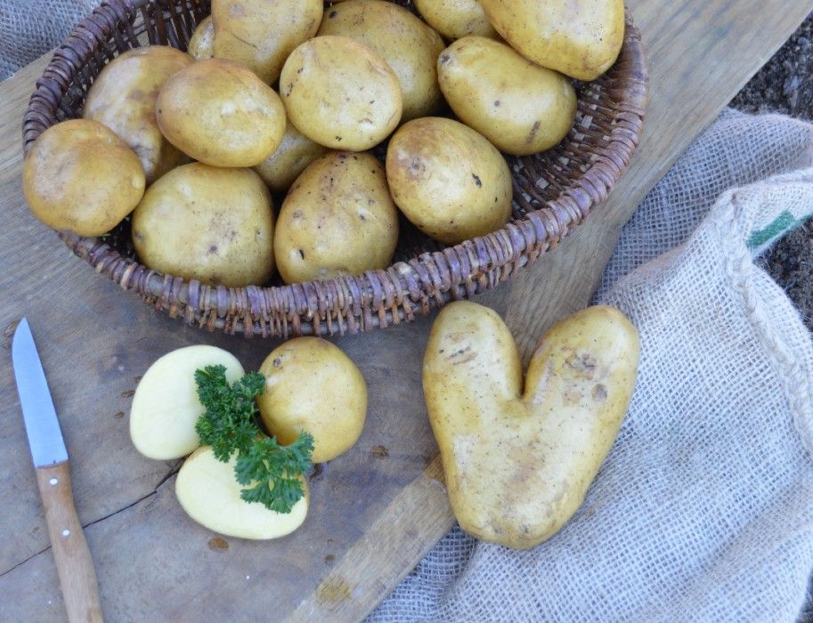 Aardappeloogst Hof Hagedorn