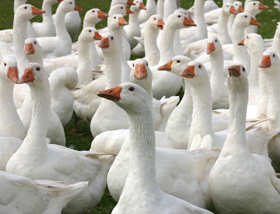 Naar pagina Der Gänsepeter