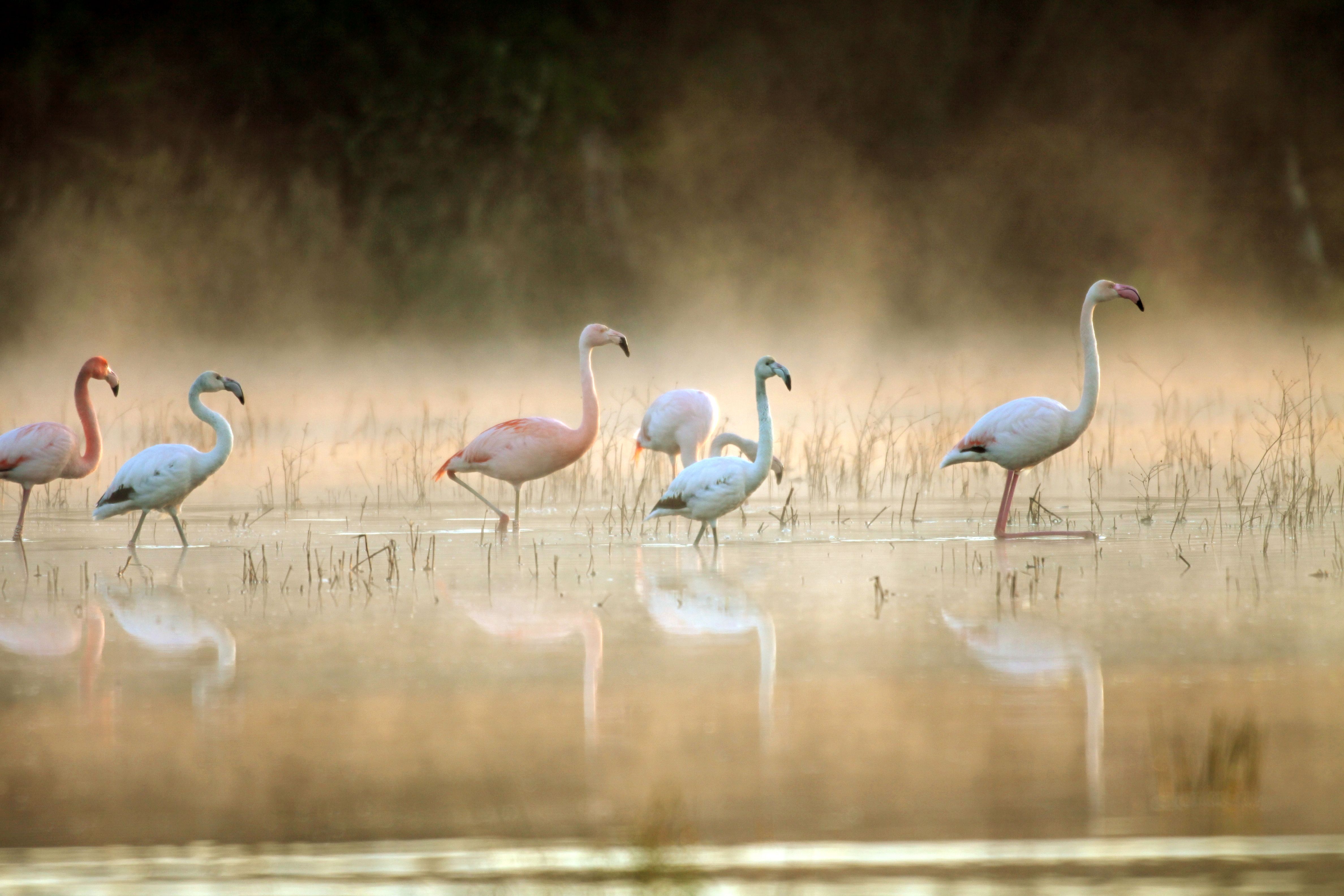 Flamingos warten im Wasser des Zwillbrocker Venns